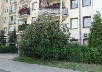 mieszkanie na wynajem - Piaseczno, Centrum, Powstańców Warszawy