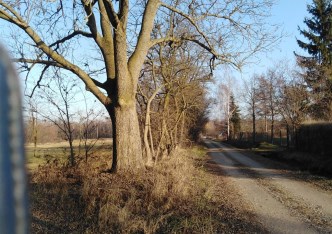 działka na sprzedaż - Chynów, Barcice Drwalewskie