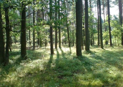 działka na sprzedaż - Otwock, Śródborów